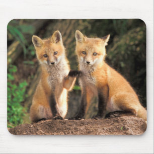 Zwei rote Fuchswelpen vor ihrem Bau Mousepad