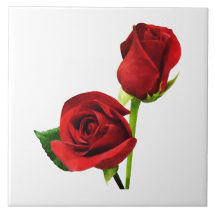 Zwei rote Rosen Fliese