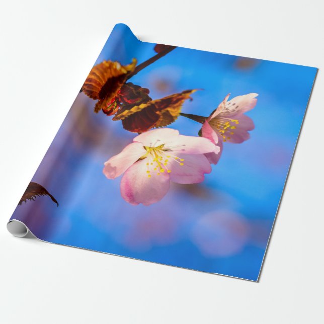 Zwei Sakura-Blume auf blau Geschenkpapier (Ungerollt)
