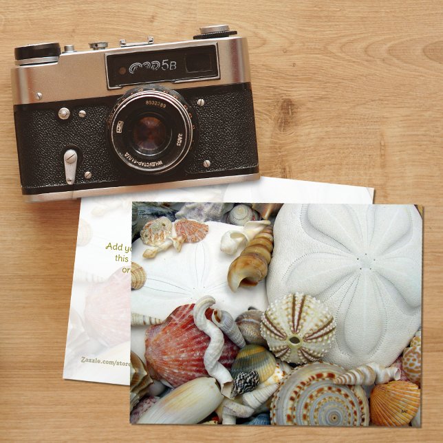 Zwei Sand Dollars leere Postkarte (Von Creator hochgeladen)