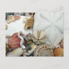 Zwei Sand Dollars leere Postkarte