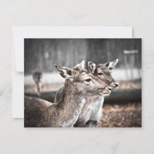 Zwei Sandbar Hirsche Postkarte