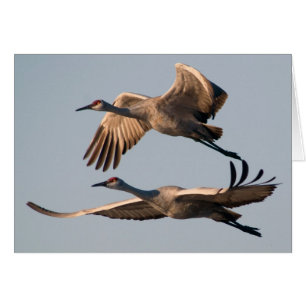 Zwei Sandhill Kräne im Flug über Bosque