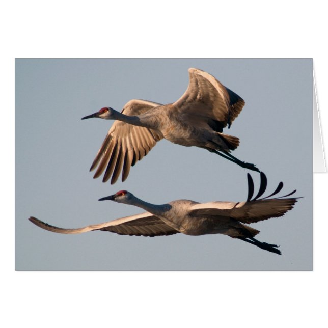 Zwei Sandhill Kräne im Flug über Bosque (Vorderseite (Horizontal))