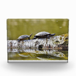 Zwei Schildkröten auf Baumlog Fotoblock