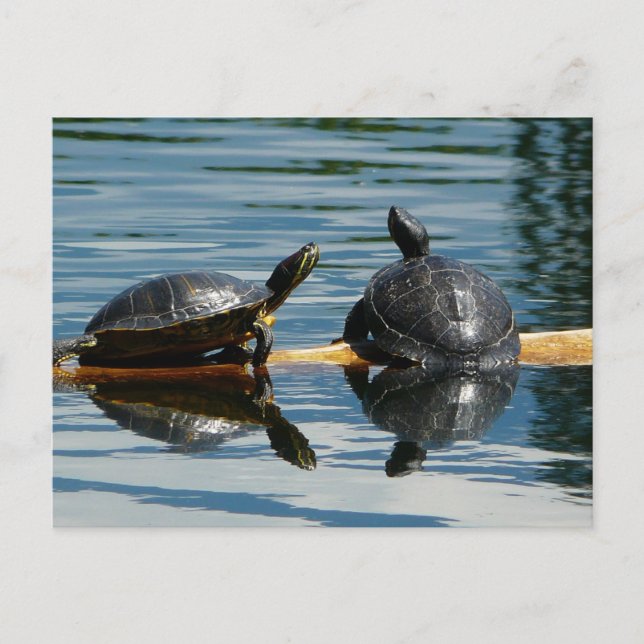 Zwei Schildkröten auf der Turtle-Bar Postkarte (Vorderseite)