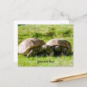Zwei Schildkröten - beste Freunde! Postkarte