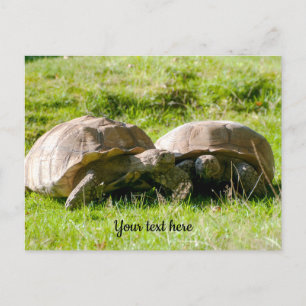 Zwei Schildkröten - beste Freunde! Postkarte