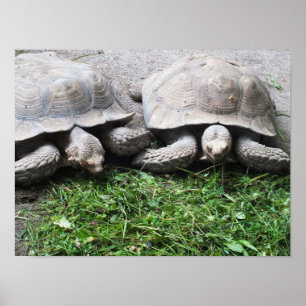 Zwei Schildkröten fütternd Tiere Poster