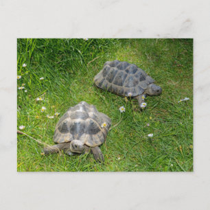 Zwei Schildkröten in grünem Gras Postkarte