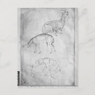 Zwei Schildkröten, Ziegen und Schafe Postkarte