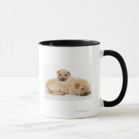 Zwei schlafende Shar Pei Welpen, Studioschuß