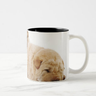 Zwei schlafende Shar Pei Welpen, Studioschuß Zweifarbige Tasse
