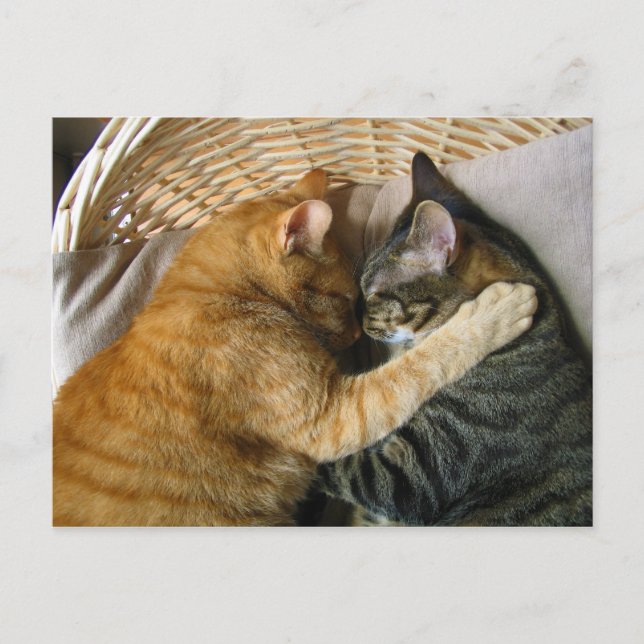 Zwei schlafende Tabby Katzen Cuddling Postkarte (Vorderseite)