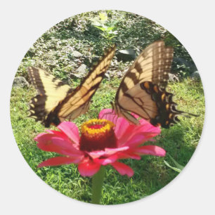Zwei Schmetterlinge auf einem rosa Zinnia Runder Aufkleber