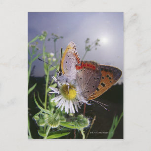 Zwei Schmetterlinge paaren sich auf einer Blume, n Postkarte
