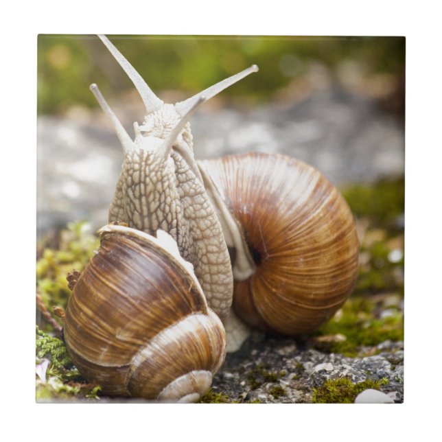 Zwei Schnecken Fliese (Vorderseite)