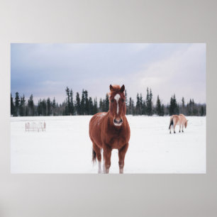 ZWEI SCHNEESCHÄDEN POSTER