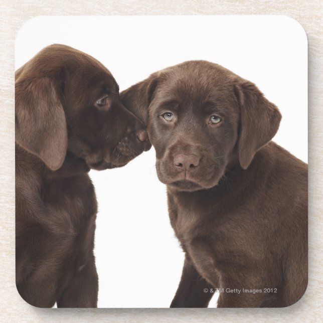 Zwei Schokolade Labrador retriever-Welpen Getränkeuntersetzer (Vorderseite)