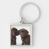 Zwei Schokolade Labrador retriever-Welpen