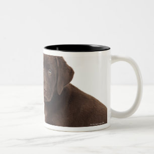 Zwei Schokolade Labrador retriever-Welpen Zweifarbige Tasse