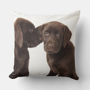 Zwei schokoladenartige Labrador Retriever Welpen Kissen