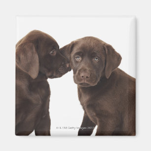 Zwei schokoladenartige Labrador Retriever Welpen Magnet