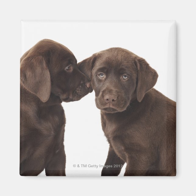 Zwei schokoladenartige Labrador Retriever Welpen Magnet (Vorne)