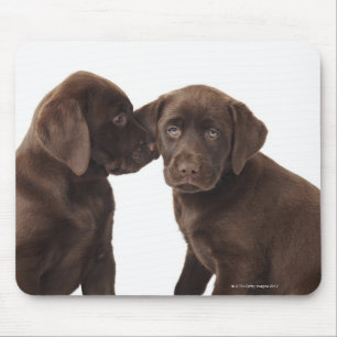 Zwei schokoladenartige Labrador Retriever Welpen Mousepad