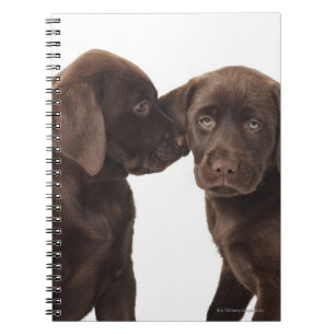 Zwei schokoladenartige Labrador Retriever Welpen Notizblock