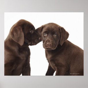 Zwei schokoladenartige Labrador Retriever Welpen Poster