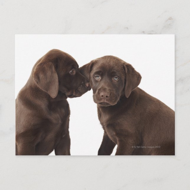 Zwei schokoladenartige Labrador Retriever Welpen Postkarte (Vorderseite)