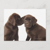 Zwei schokoladenartige Labrador Retriever Welpen
