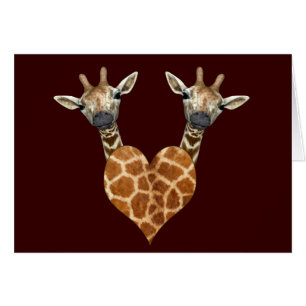 Zwei schöne Giraffen