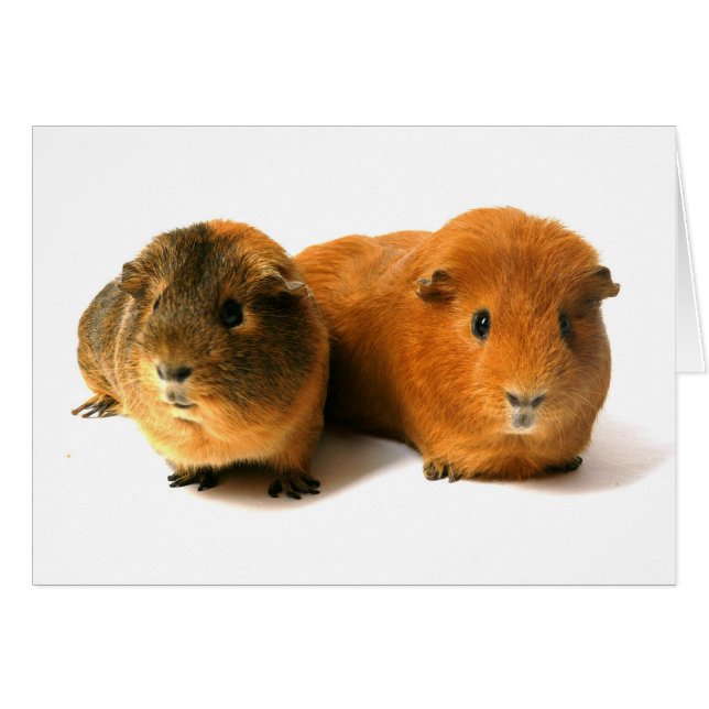 zwei schöne Guinea (Vorderseite (Horizontal))