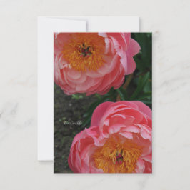 Zwei schöne rosa Peonies Mitteilungskarte