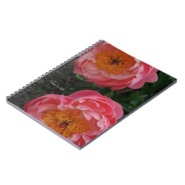 Zwei schöne rosa Peonies Notizblock (Linke Seite)