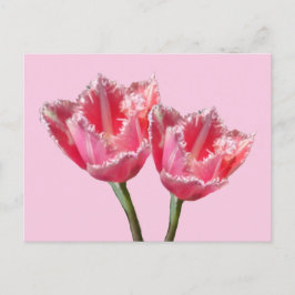 Zwei schöne rosa Tulpen Kust. BG DIY Postcard Postkarte