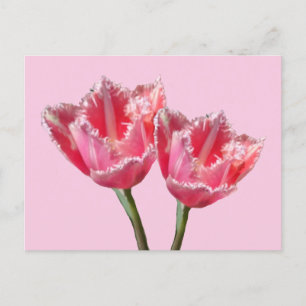Zwei schöne rosa Tulpen Kust. BG DIY Postcard Postkarte