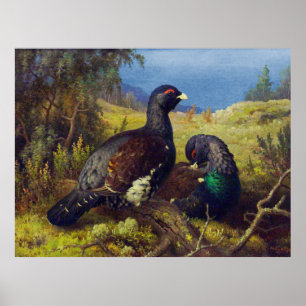 Zwei schöne Vögel Poster