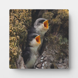Zwei Schwalben der Babybaume Fotoplatte