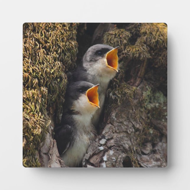 Zwei Schwalben der Babybaume Fotoplatte (Vorderseite)