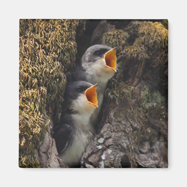 Zwei Schwalben der Babybaume Magnet (Vorne)