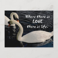 Zwei Schwäne am See