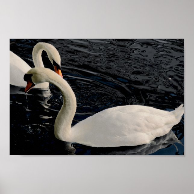 Zwei Schwäne Poster (Vorne)