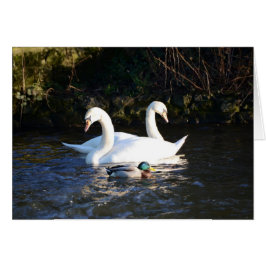 Zwei Schwäne und eine Ente