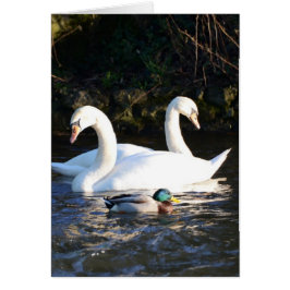 Zwei Schwäne und eine Ente