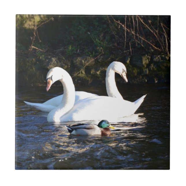 Zwei Schwäne und eine Ente Fliese (Vorderseite)