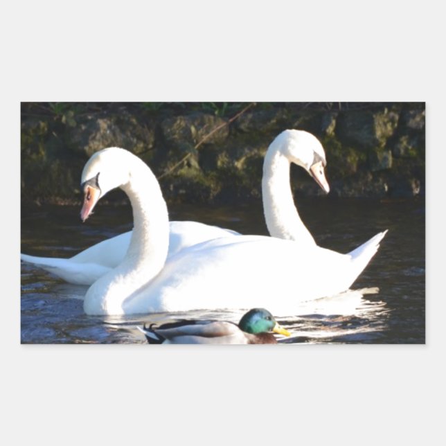 Zwei Schwäne und eine Ente Rechteckiger Aufkleber (Vorderseite)
