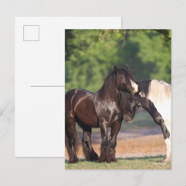 Zwei Schwarz-Weiß-Sinti und Roma-Vanners-Treffen Postkarte (Vorne/Hinten)